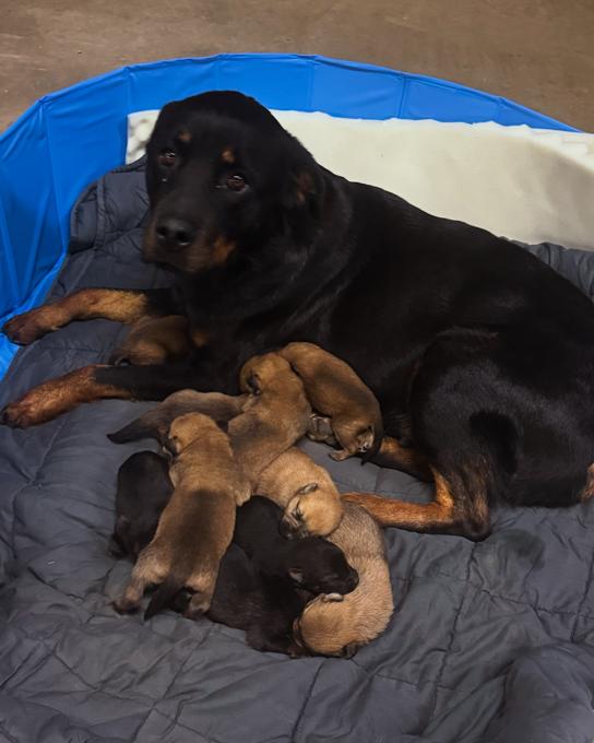 Rottweiler x Belgian Malinois Shepherd