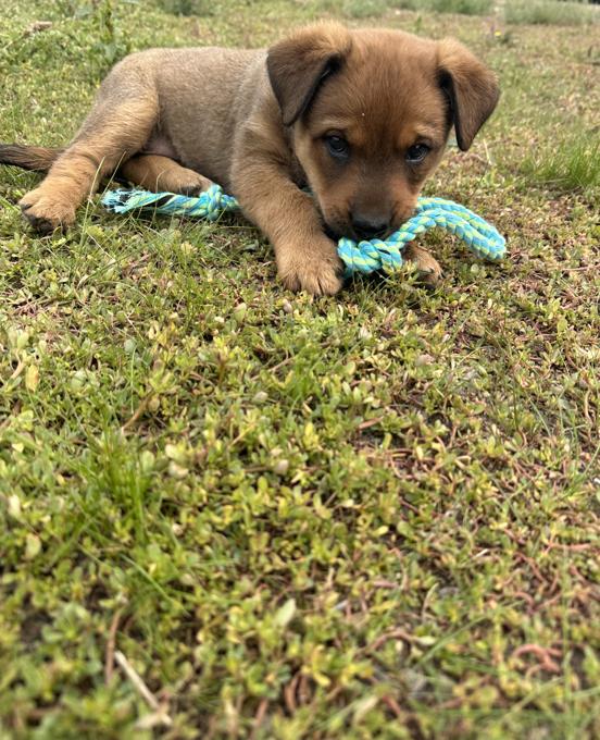 Rottweiler x Belgian Malinois Shepherd