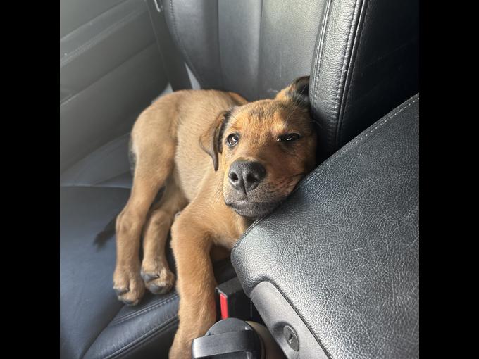 Rottweiler x Belgian Malinois Shepherd