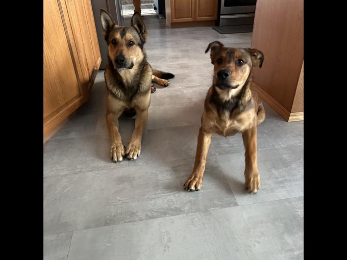 Rottweiler x Belgian Malinois Shepherd