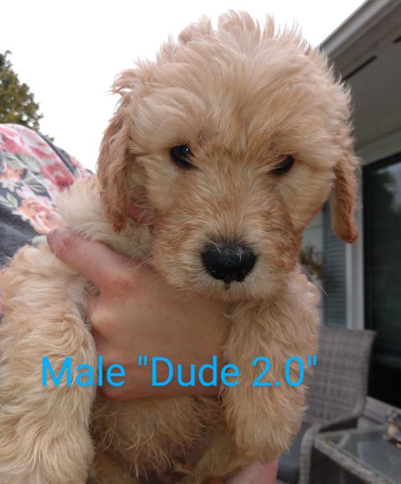 Goldendoodle