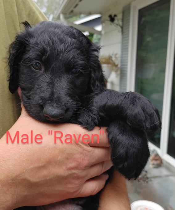Goldendoodle