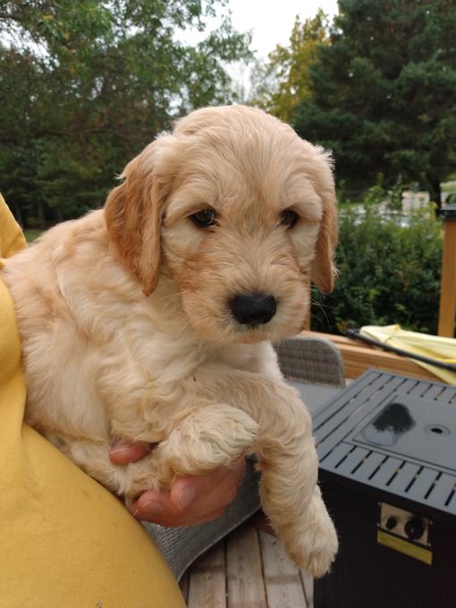 Goldendoodle