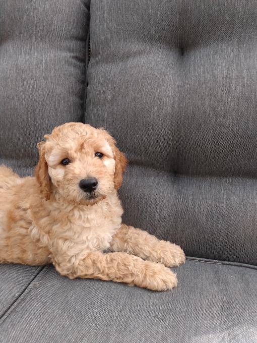 Goldendoodle