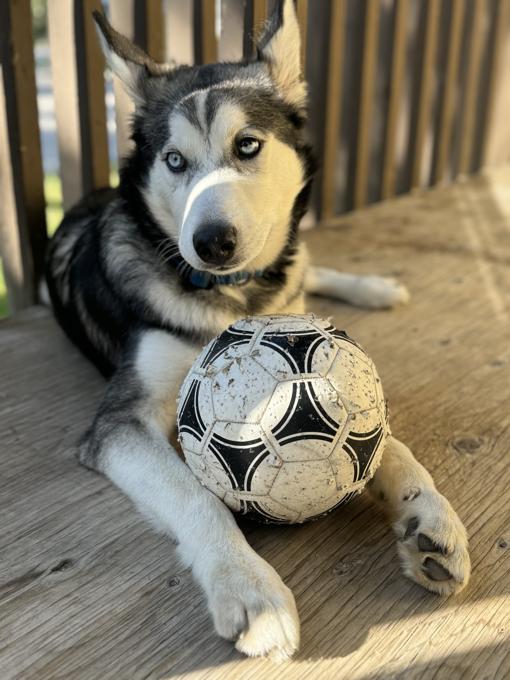 Husky