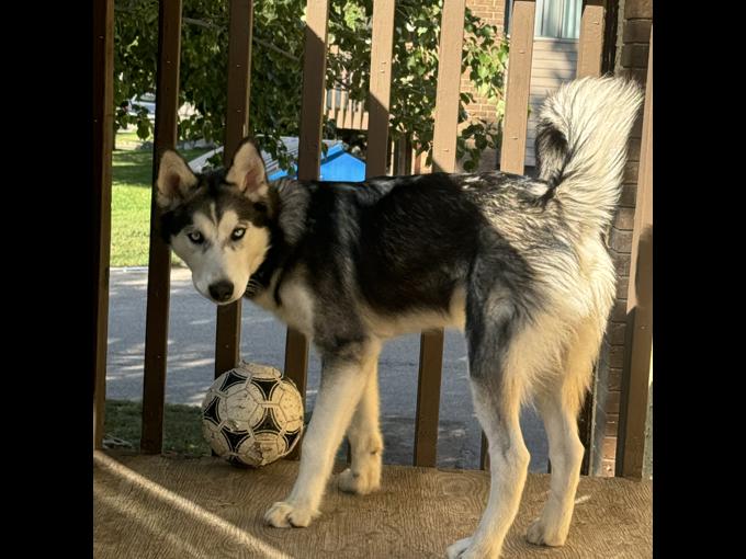 Husky