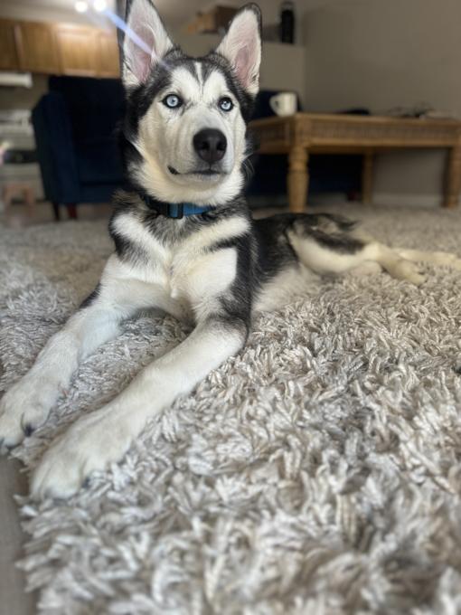 Husky