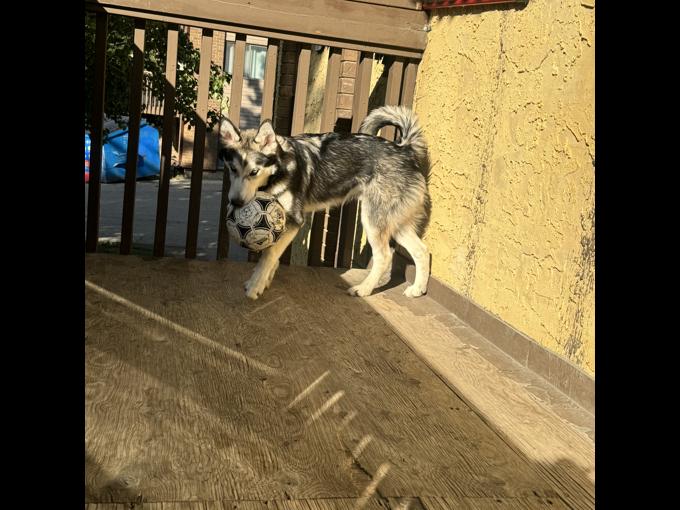 Husky
