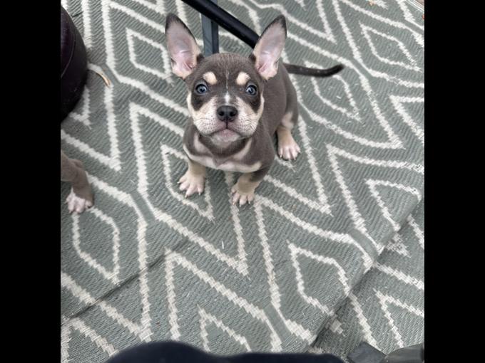 American Bully