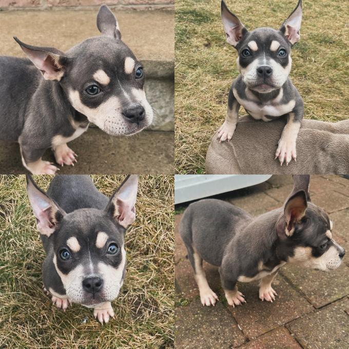 American Bully