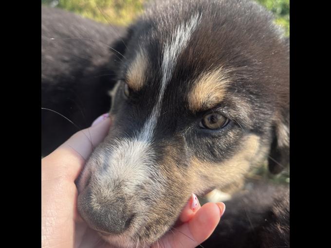 Bordercollie aussie
