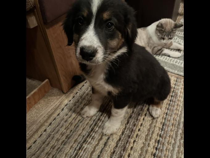 Bordercollie aussie