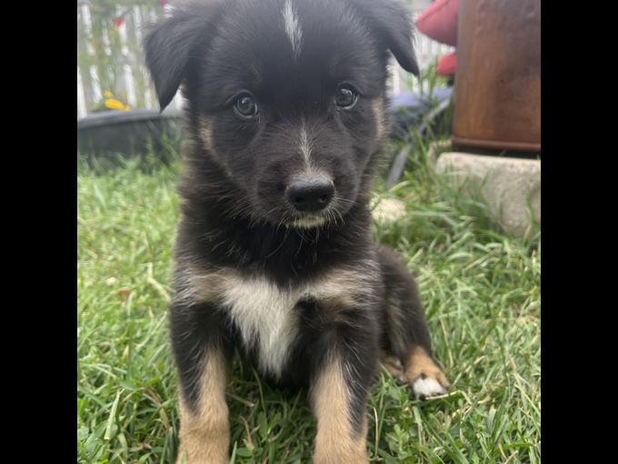 Bordercollie aussie