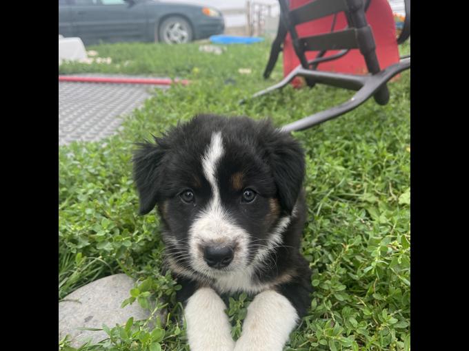 Bordercollie aussie
