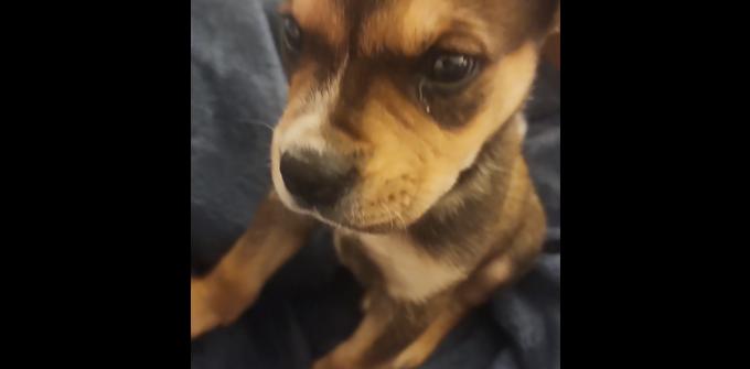 Terrier lab