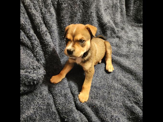 Terrier lab