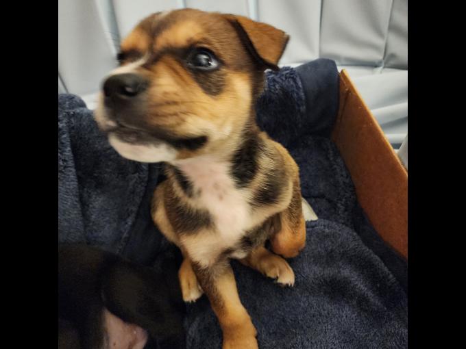 Terrier lab