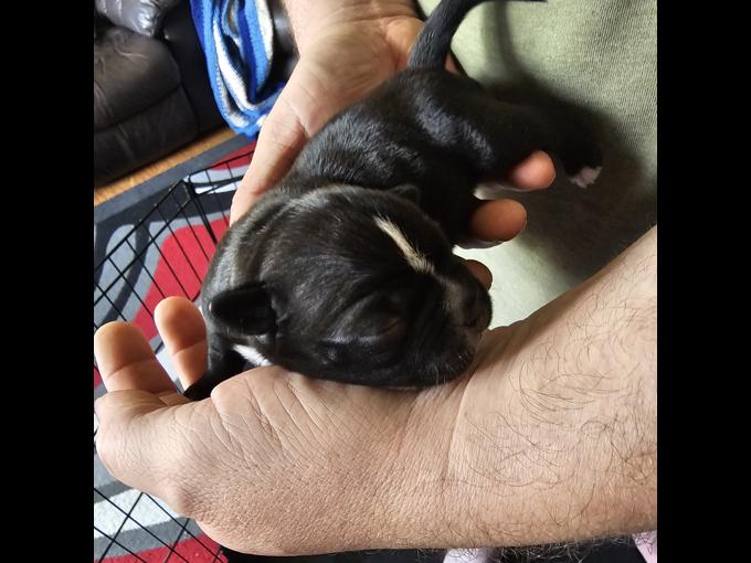 BUGG