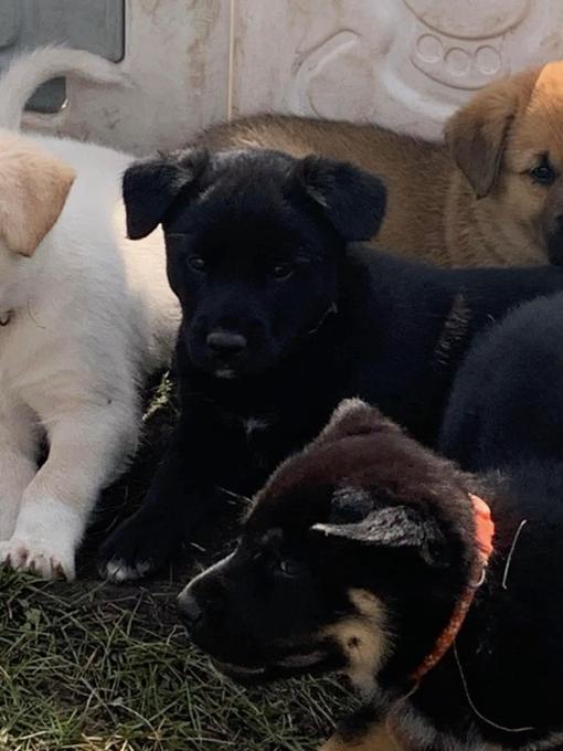 German shepard chocolate lab & husky Australian cattle dog