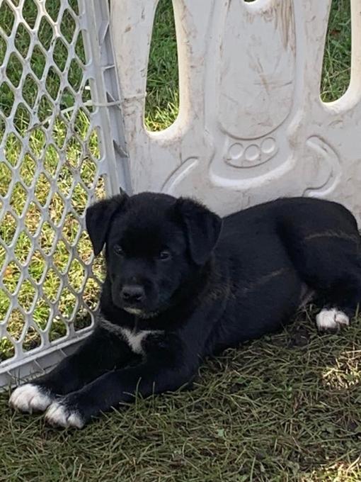 German shepard chocolate lab & husky Australian cattle dog