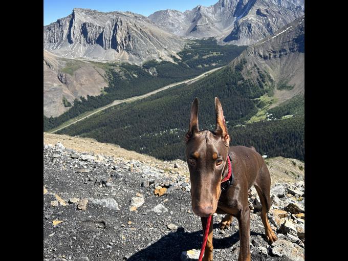 Doberman