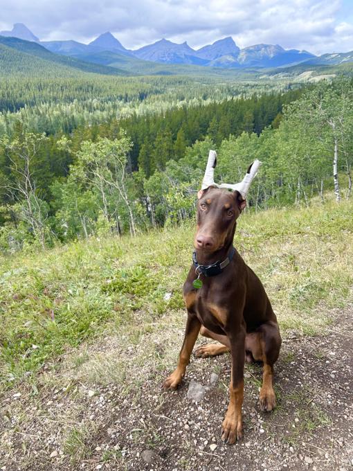 Doberman