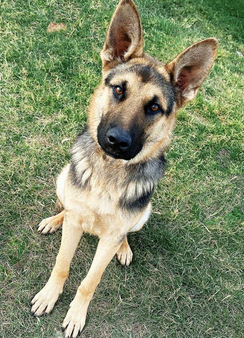 German Shepherd