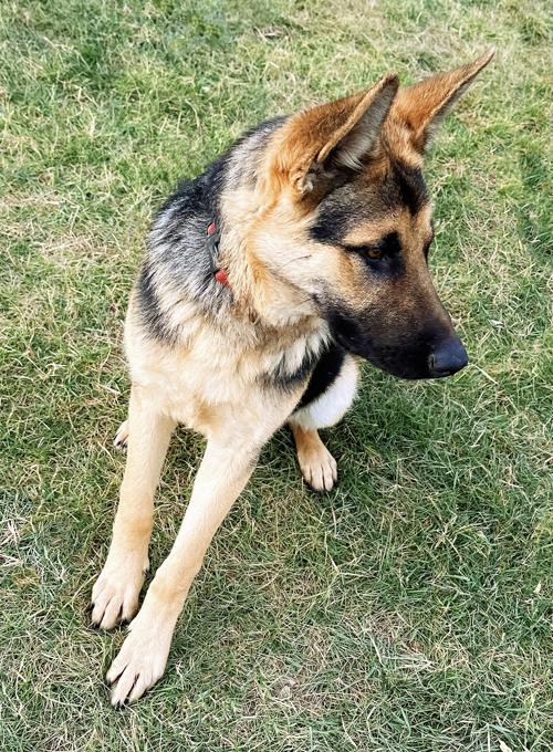 German Shepherd