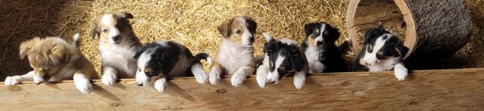 English Shepherd