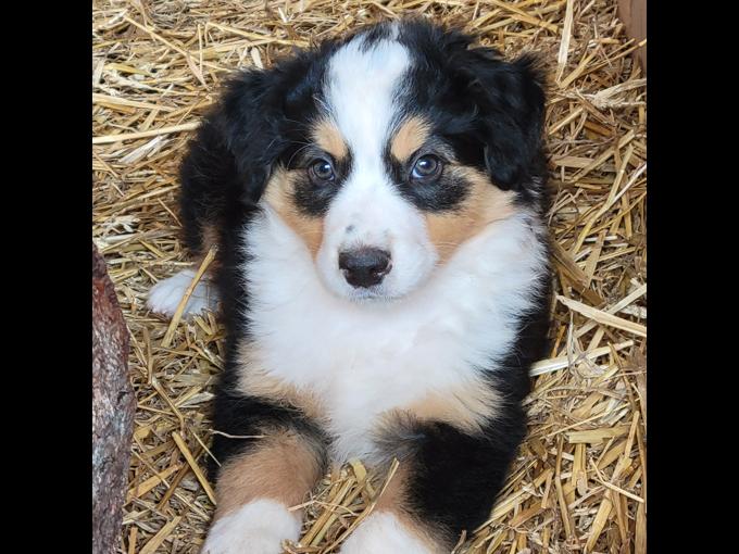 English Shepherd
