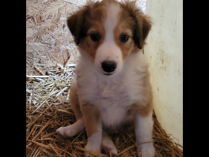 English Shepherd