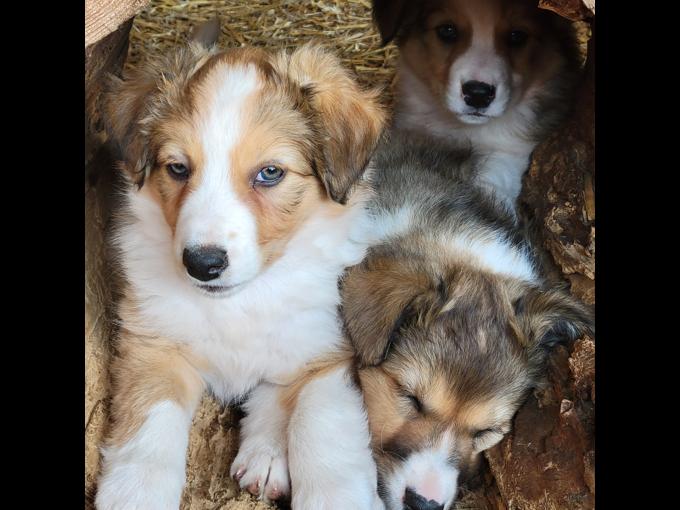English Shepherd
