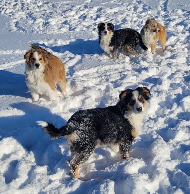 English Shepherd