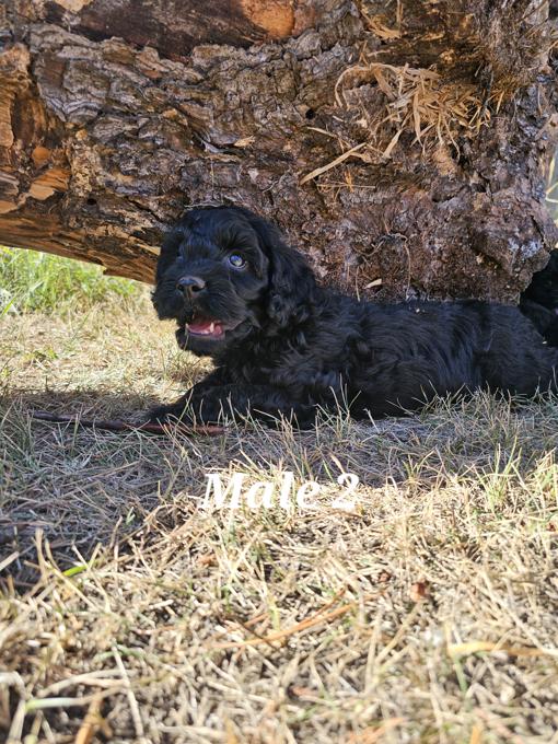 Cockapoo
