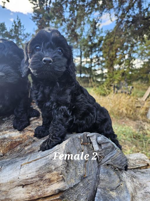 Cockapoo