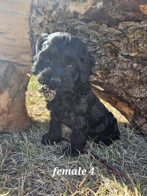 Cockapoo