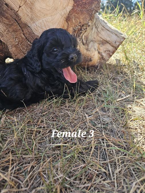 Cockapoo
