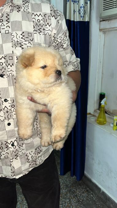 Chow Chow