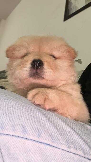 Chow Chow