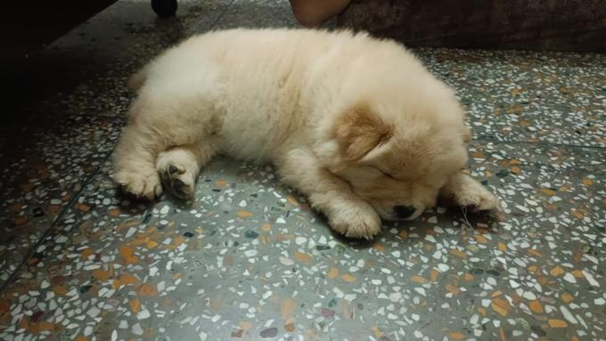 Chow Chow