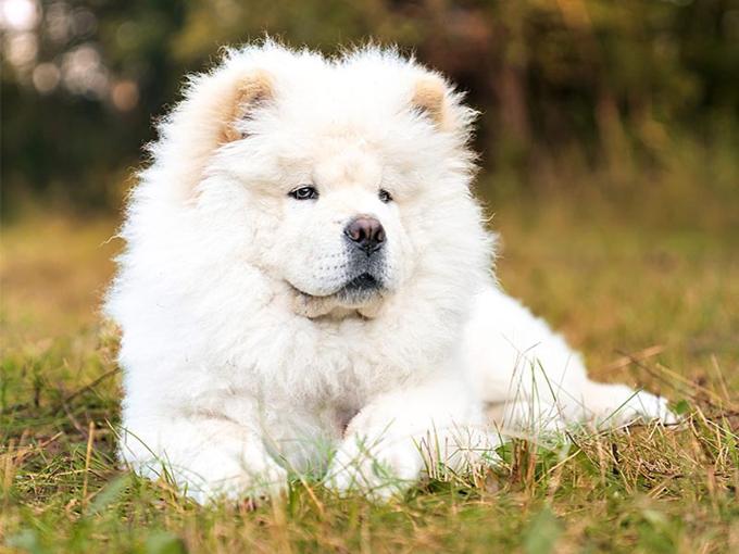 Chow Chow