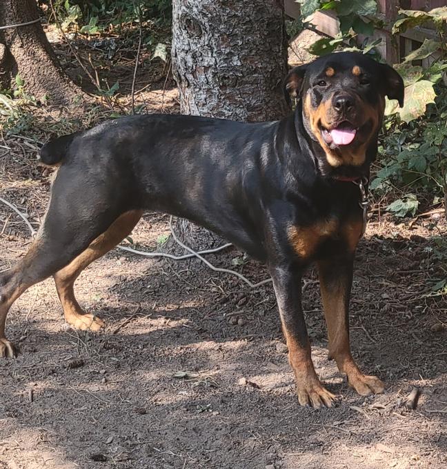 Rottweiler