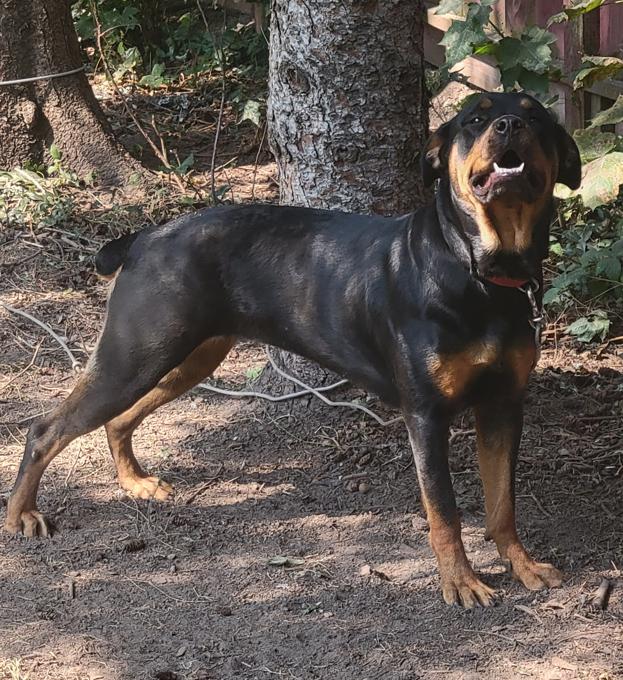 Rottweiler