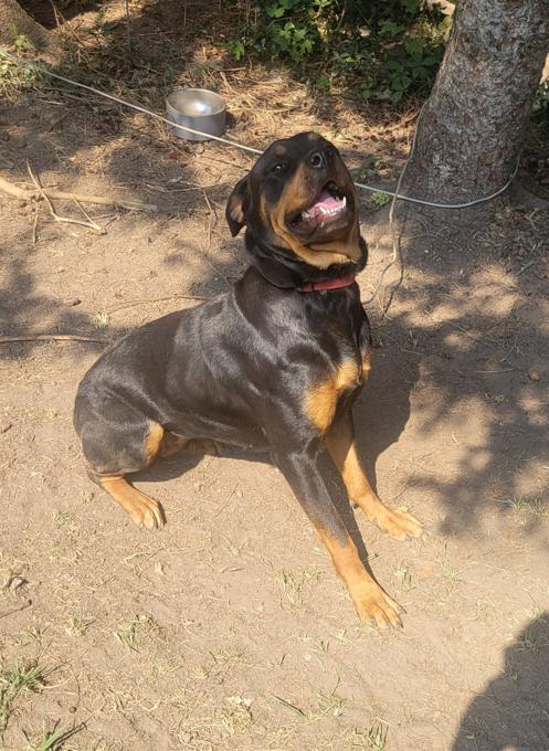 Rottweiler