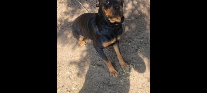 Rottweiler