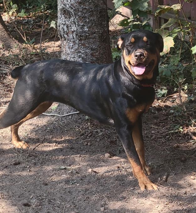 Rottweiler