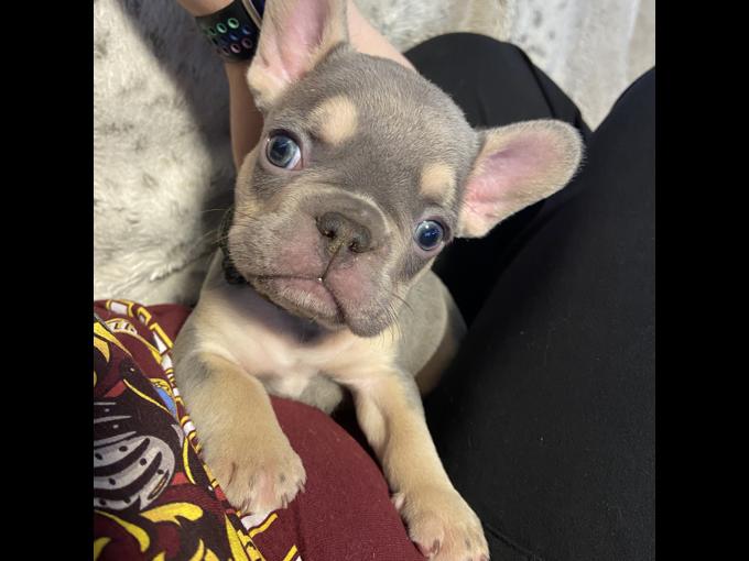 French bulldog