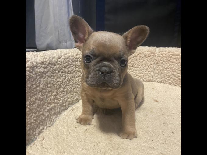 French bulldog