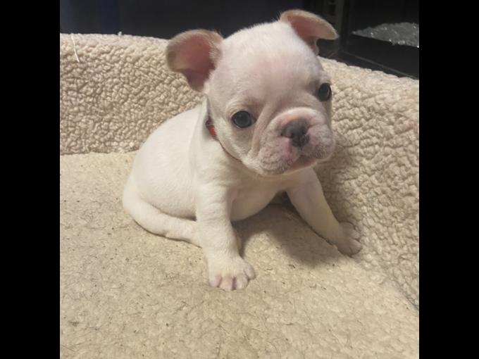French bulldog