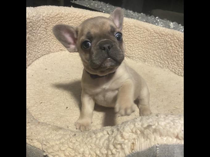 French bulldog